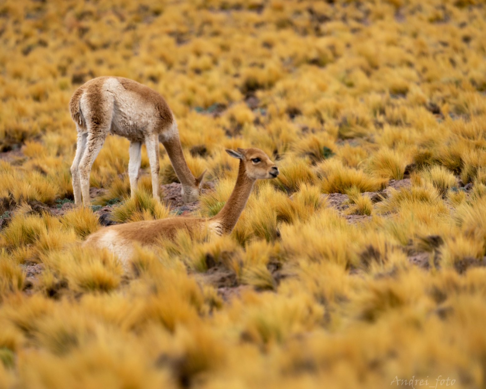 Salt & Feathers in San Pedro de Atacama | Chile Private Tour