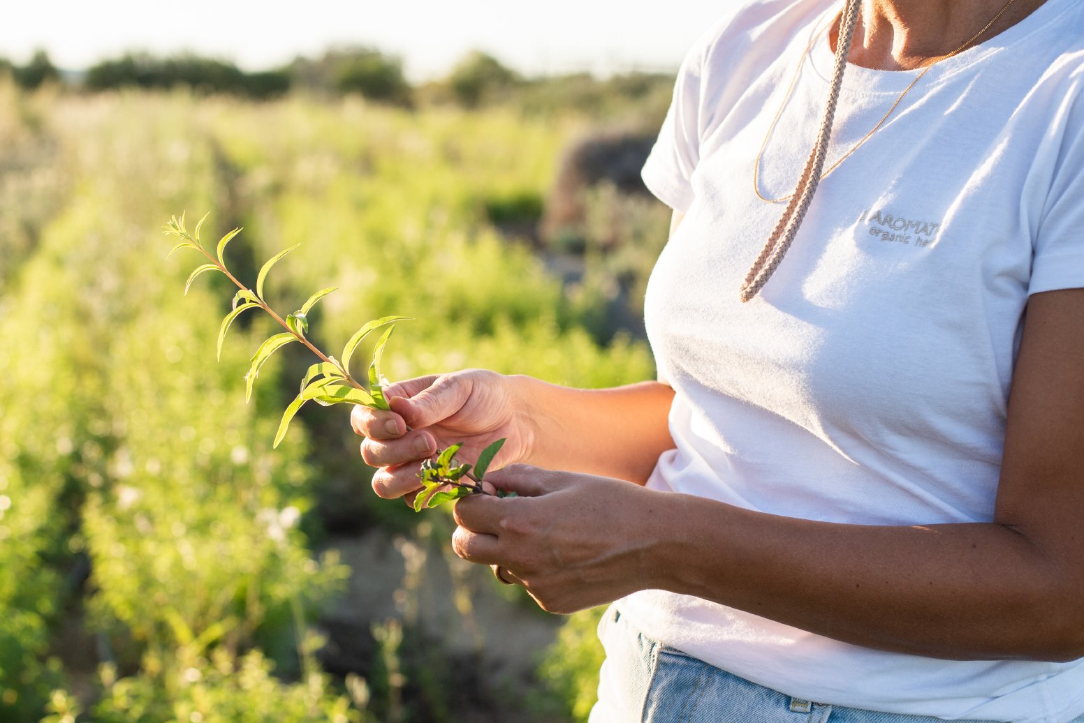 The Herbs of Alentejo in Evora | Portugal Private Tour