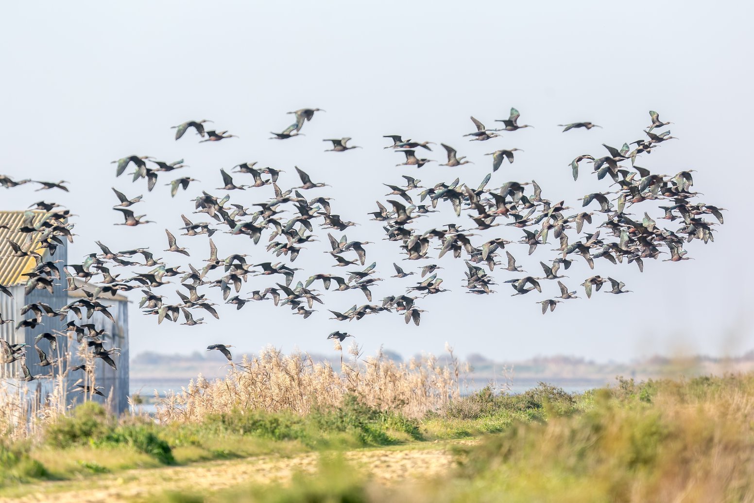 Isla Mayor: Field to Feast in Isla Mayor | Spain Private Tour