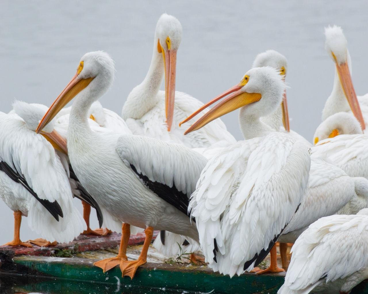 The Bird Songs of Xochimilco in Mexico City | Mexico Private Tour