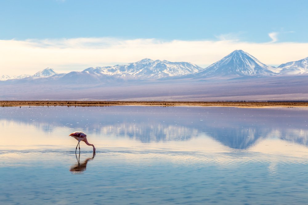 Salt & Feathers in San Pedro de Atacama | Chile Private Tour