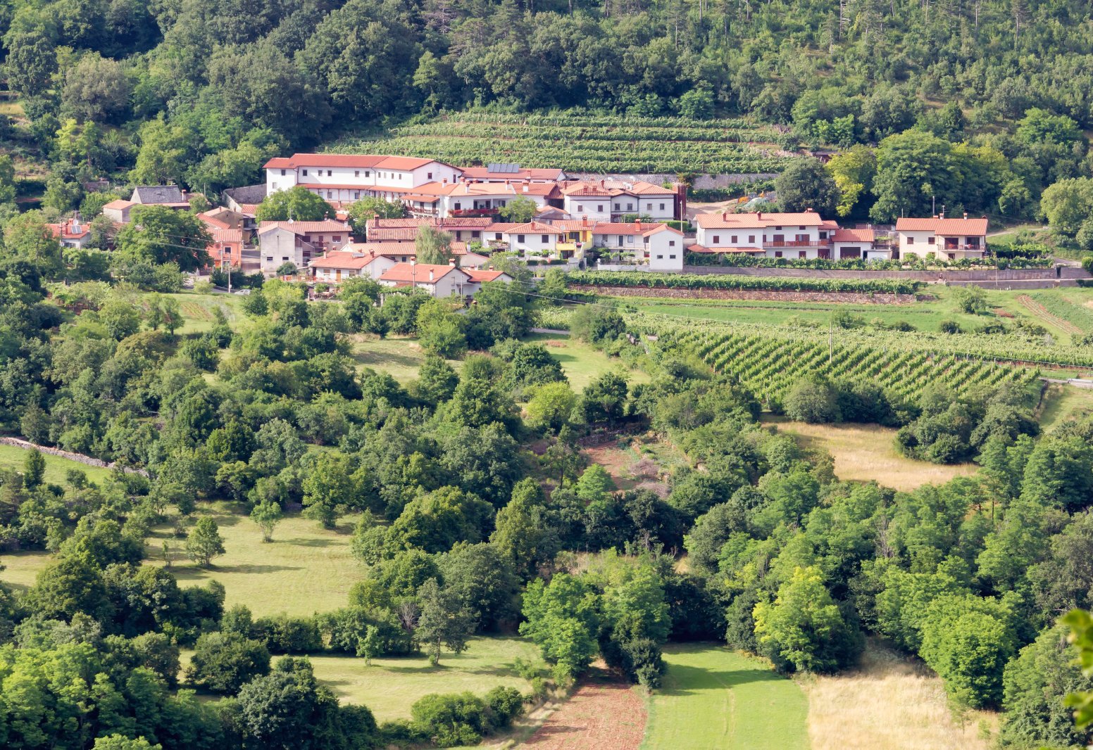 Journey to Border Vines in Trieste | Italy Private Tour