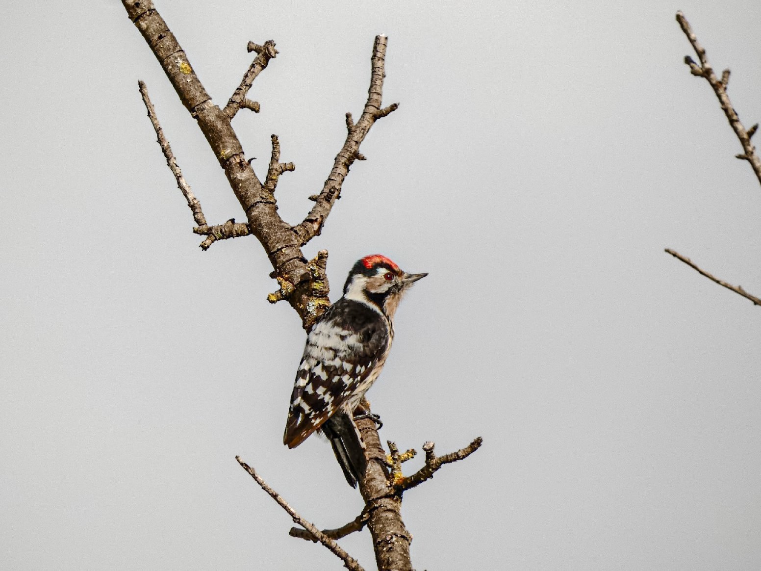 Tracking the Birds of Loulé in Loulé | Portugal Shared Tour