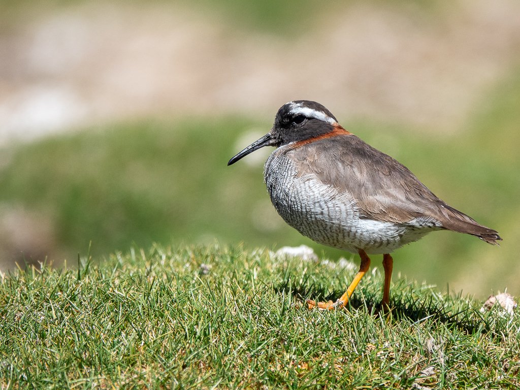 Birds of the Desert in San Pedro de Atacama | Chile Private Tour