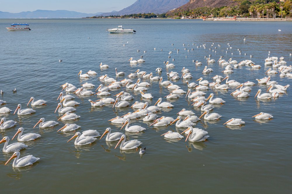 The Magic of Lake Chapala in Chapala | Mexico Private Tour