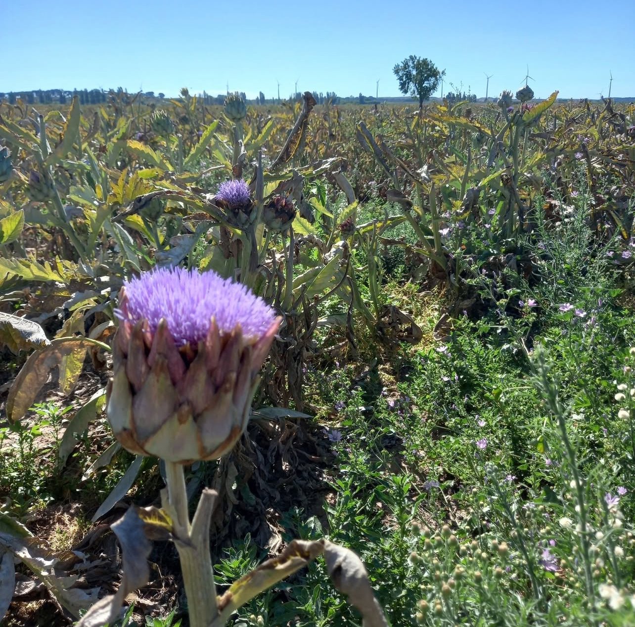 Flowers On The Plate in El Prat de Llobregat | Spain Private Tour