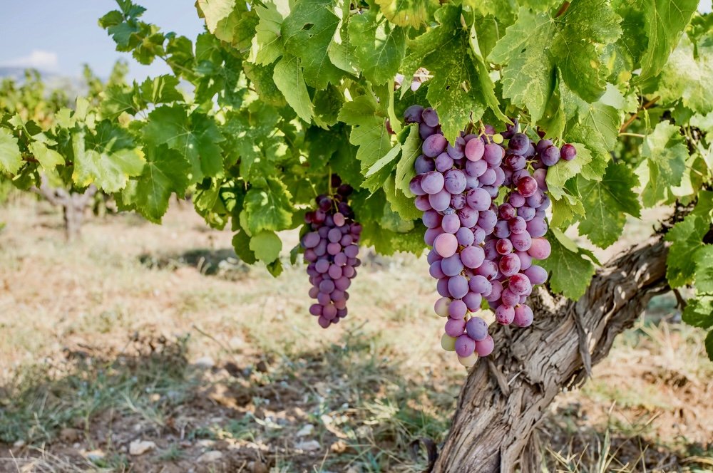 The Vineyards of Sunlit Izmir in İzmir | Türkiye Private Tour