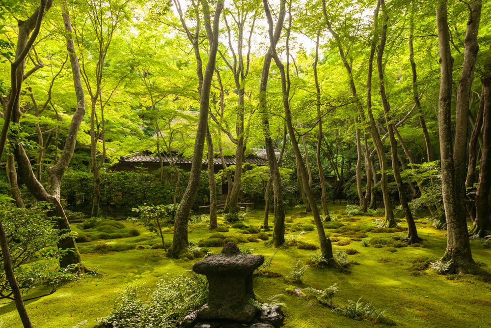 The Kyoto of Small Things in Kyoto | Japan Private Tour