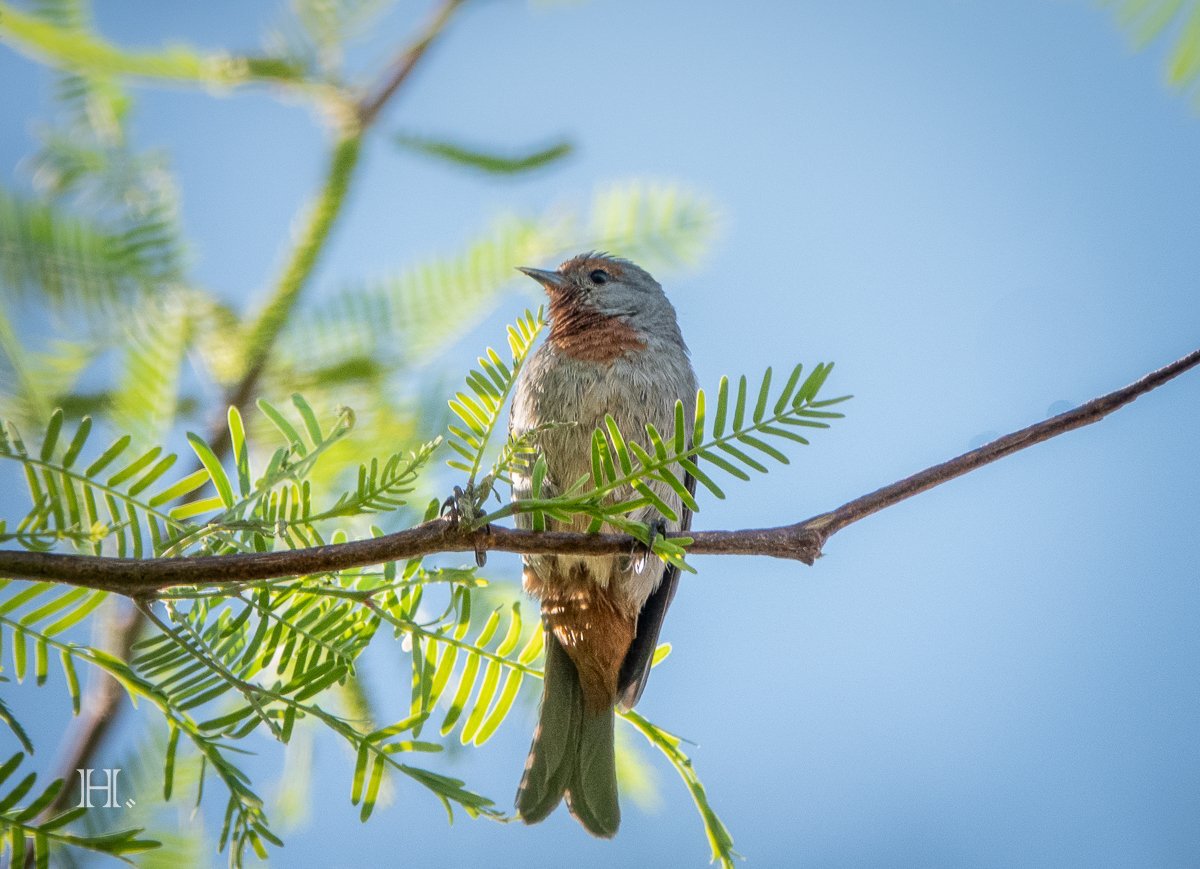 Birds of the Desert in San Pedro de Atacama | Chile Private Tour
