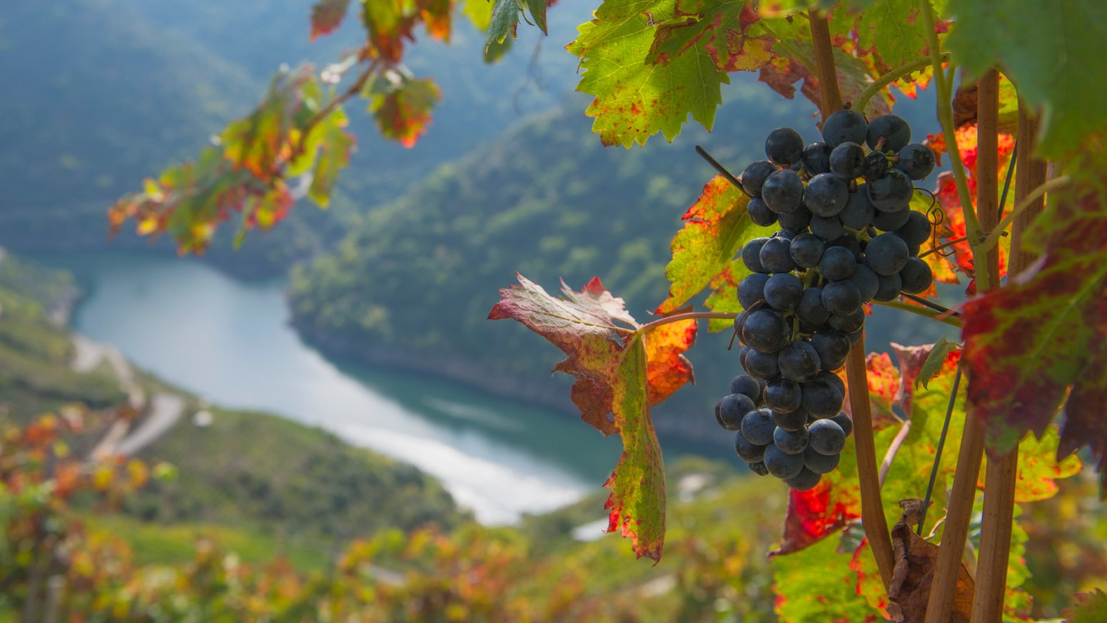 Galician Wine Tasting in Ourense