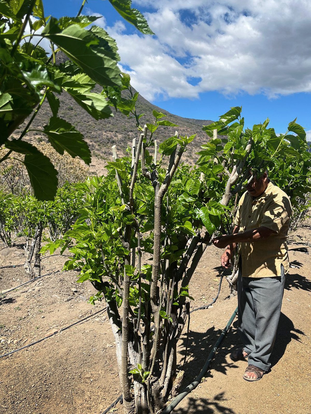 The Art of Oaxacan Silk in Teotitlán del Valle | Mexico Private Tour