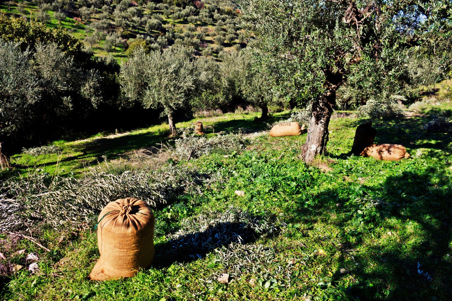 A Farmhouse in the Peloponnese in Lyrkeia | Greece Shared Tour