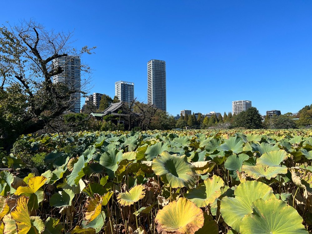 Tokyo Through Time in Suginami City | Japan Private Tour
