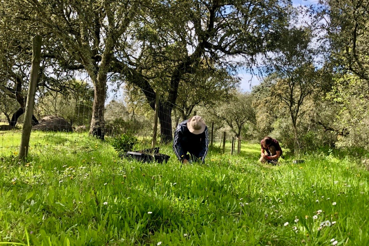 Ancient Roots, Living Soil in Montemor-o-Novo | Portugal Private Tour