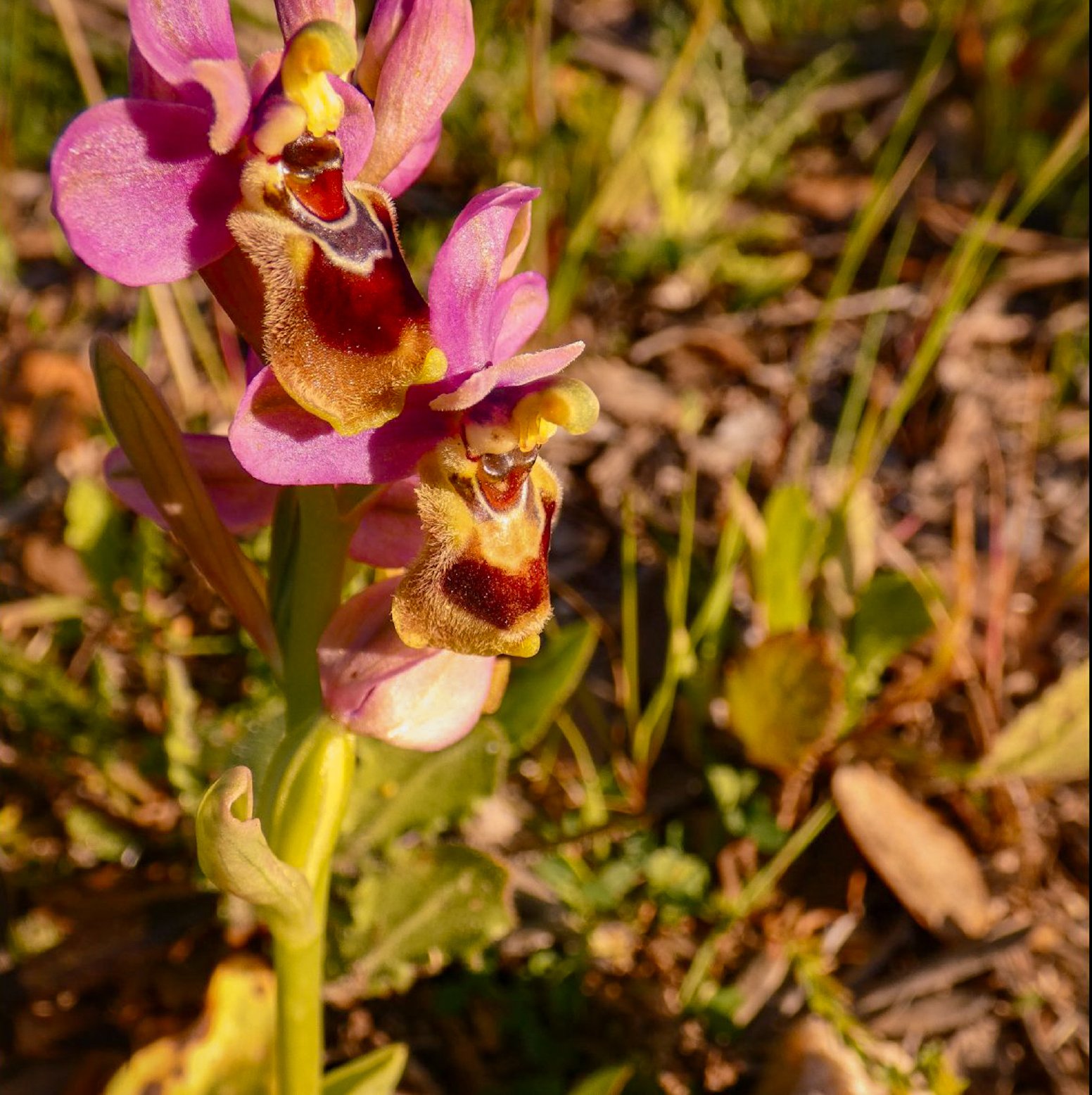 Hunting for Algarve's Wild Orchids in Loulé | Portugal Shared Tour