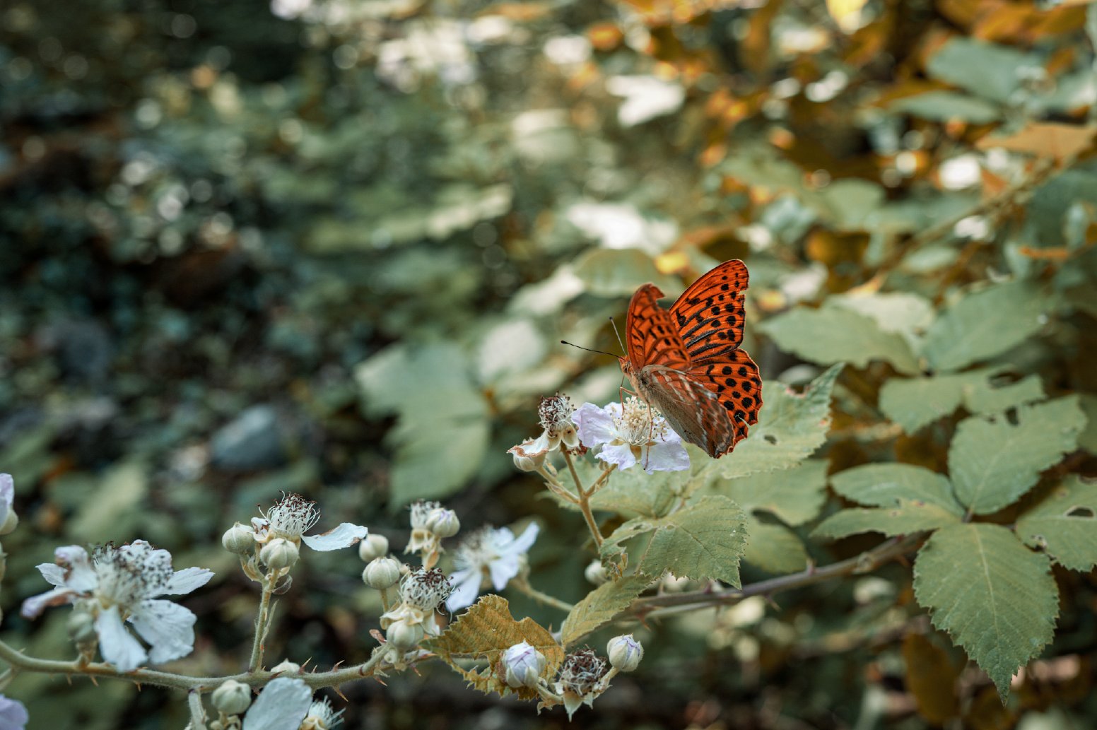 Walking the Shepherd's Trail in Trieste | Italy Private Tour