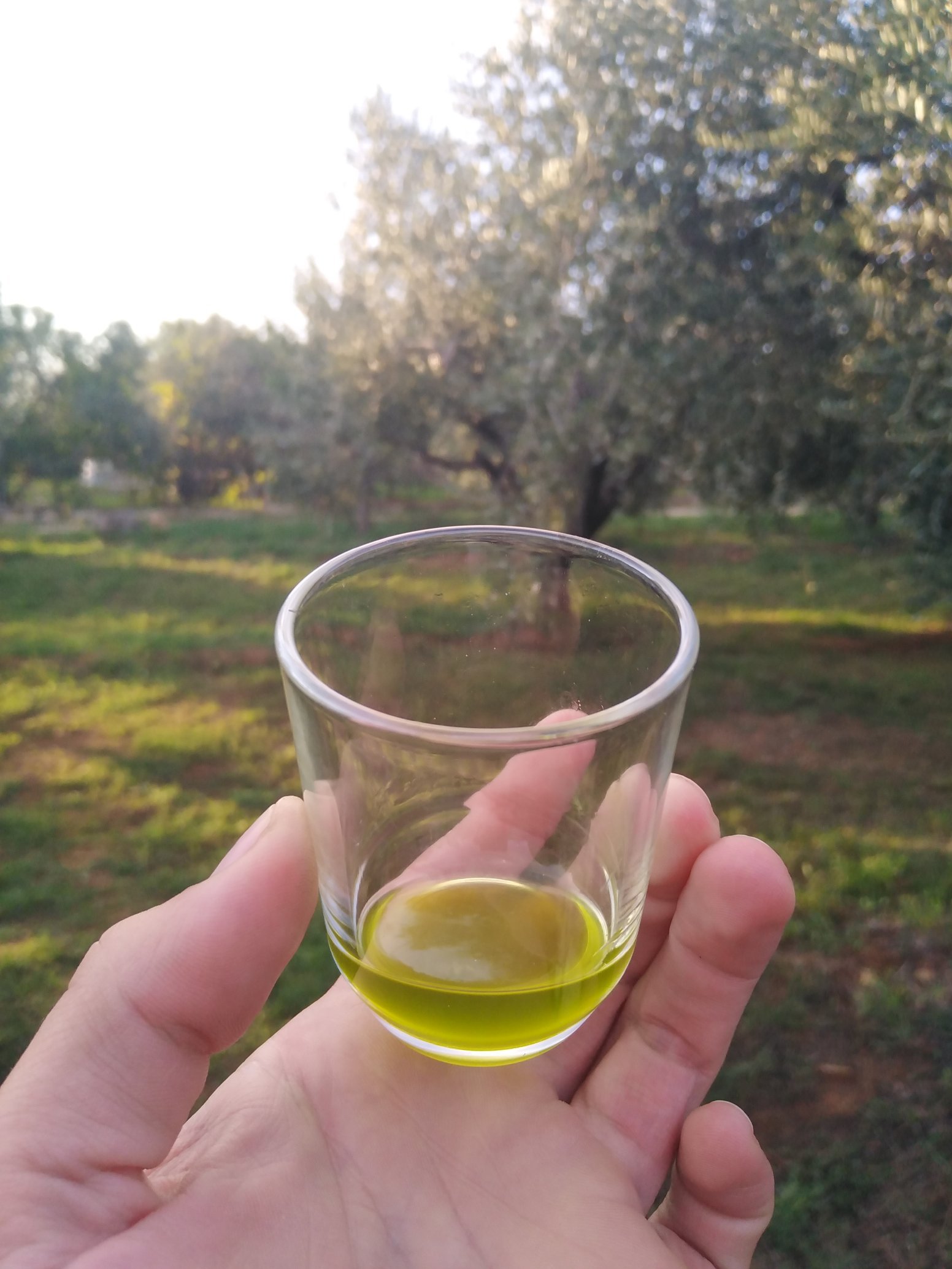 Motovun's Wine & Heritage in Motovun | Croatia Private Tour