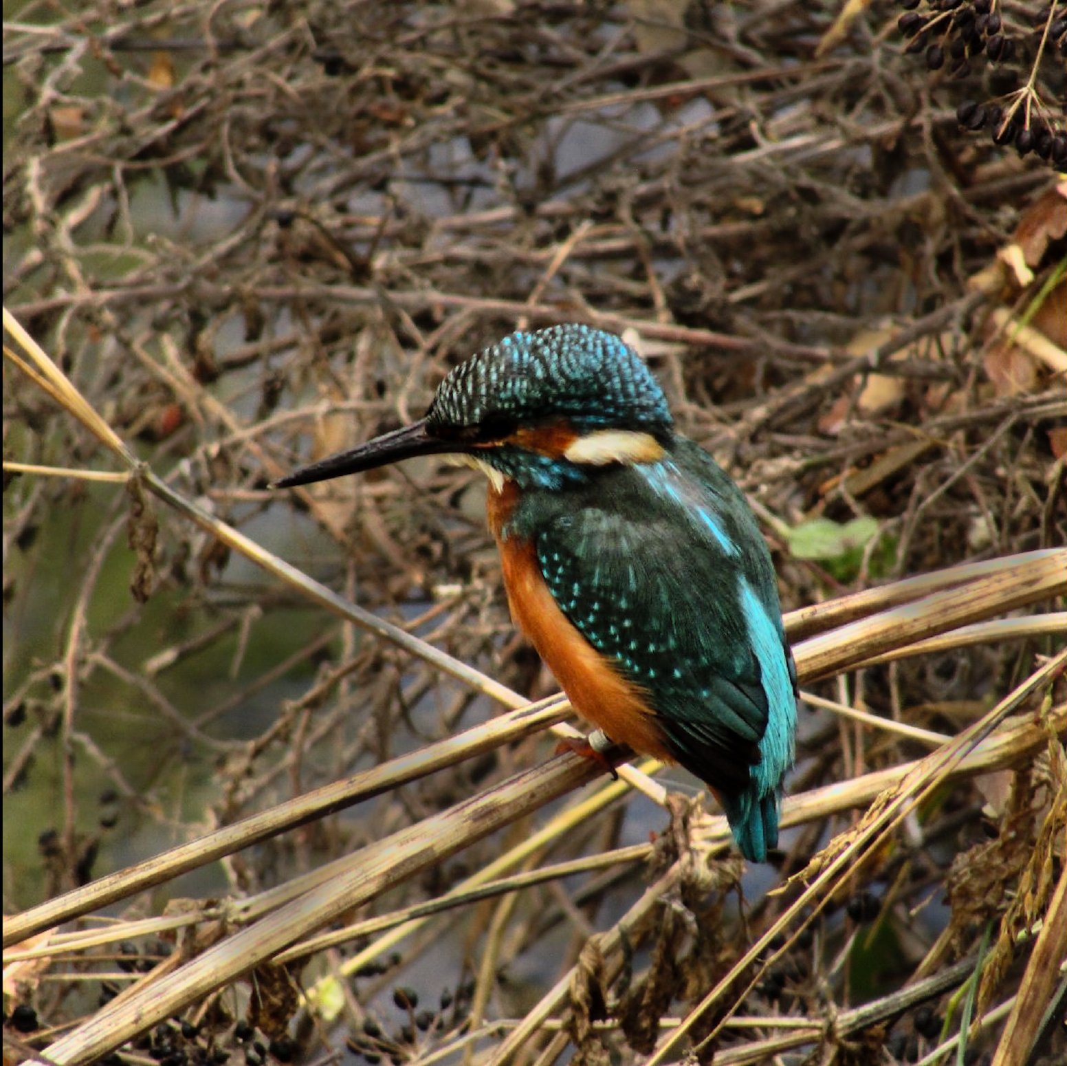 Tracking the Birds of Loulé in Loulé | Portugal Shared Tour