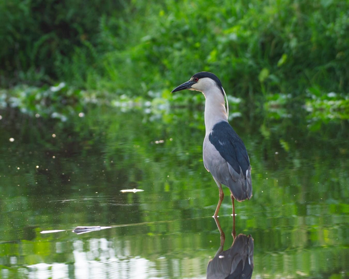 The Bird Songs of Xochimilco in Mexico City | Mexico Private Tour