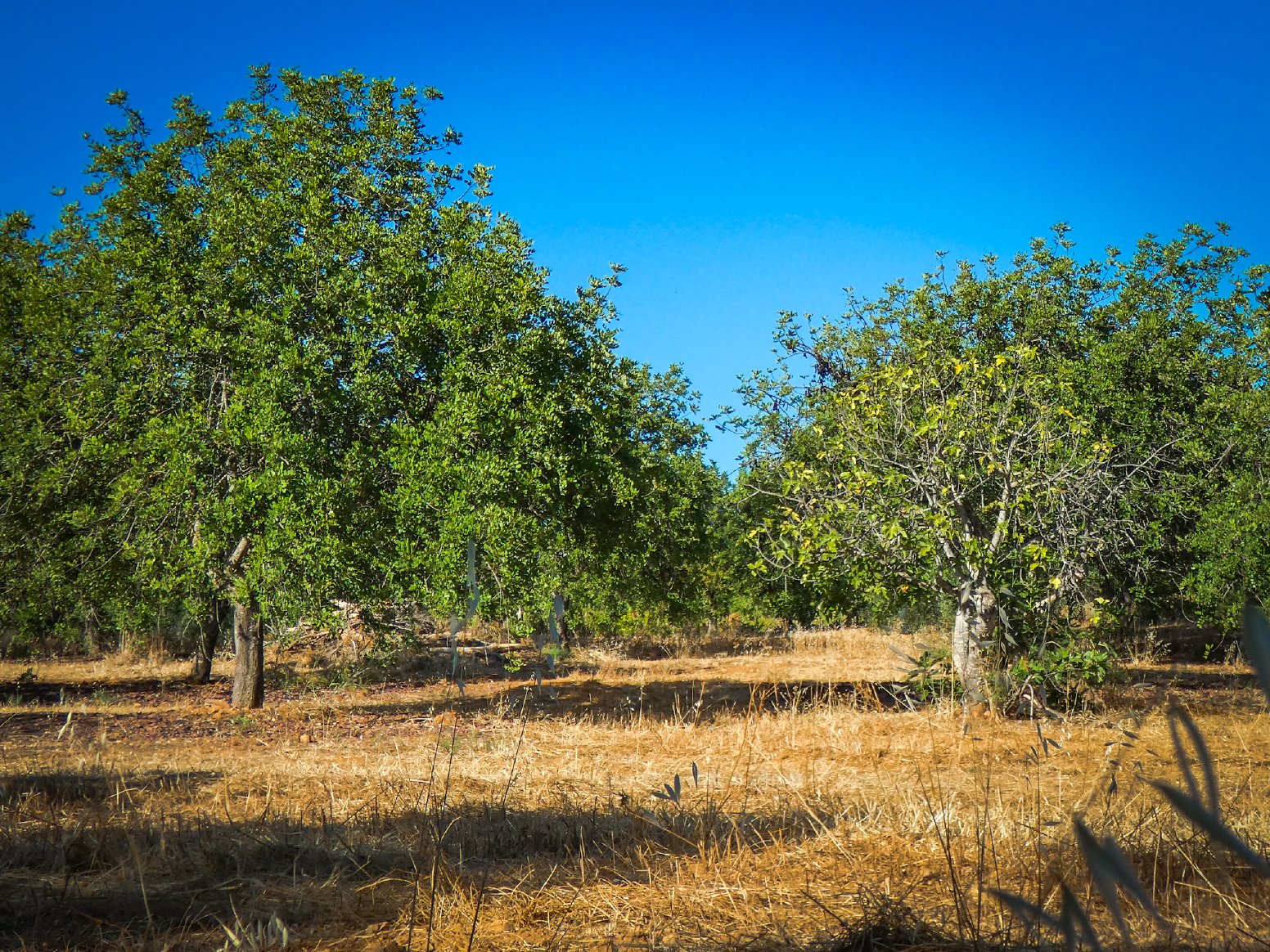 Loulé’s Dryland Farm Trails in Loulé | Portugal Shared Tour