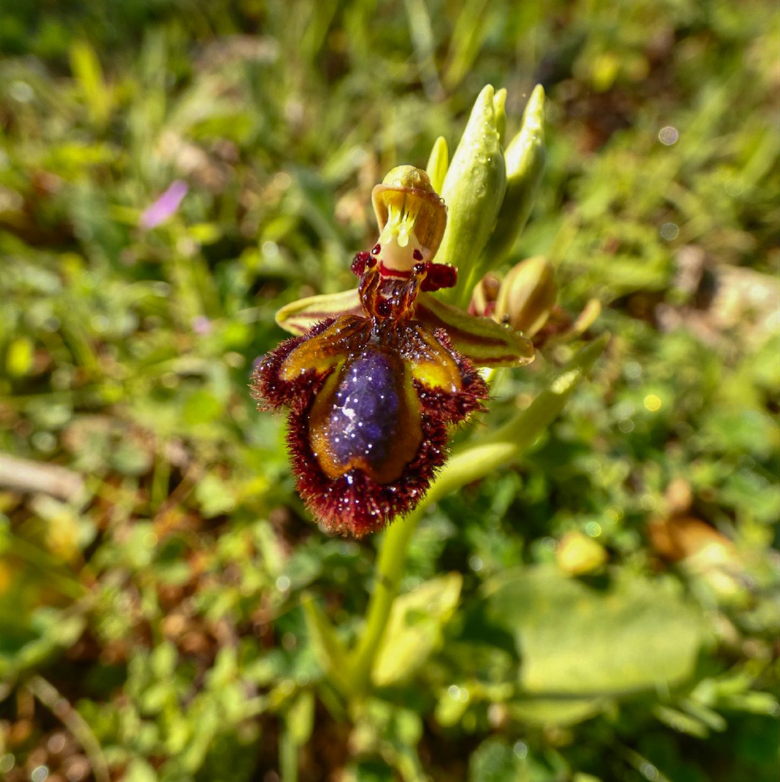 Hunting for Algarve's Wild Orchids in Loulé | Portugal Shared Tour