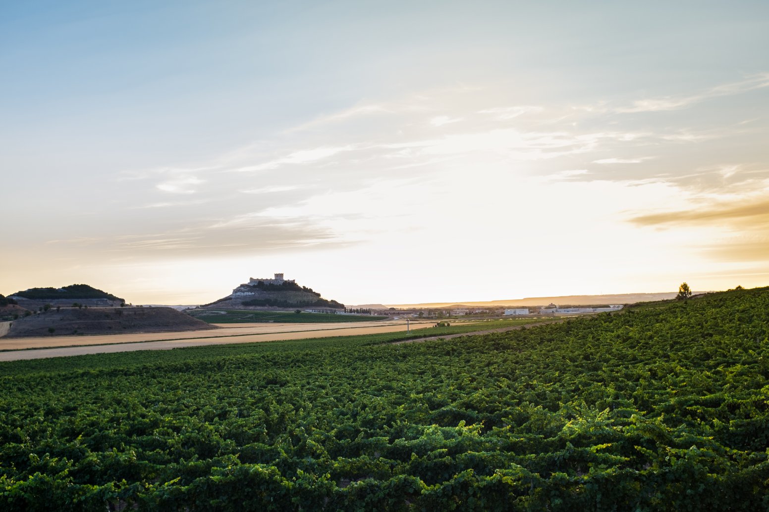 A Day in Valladolid's Vines in Rueda | Spain Private Tour
