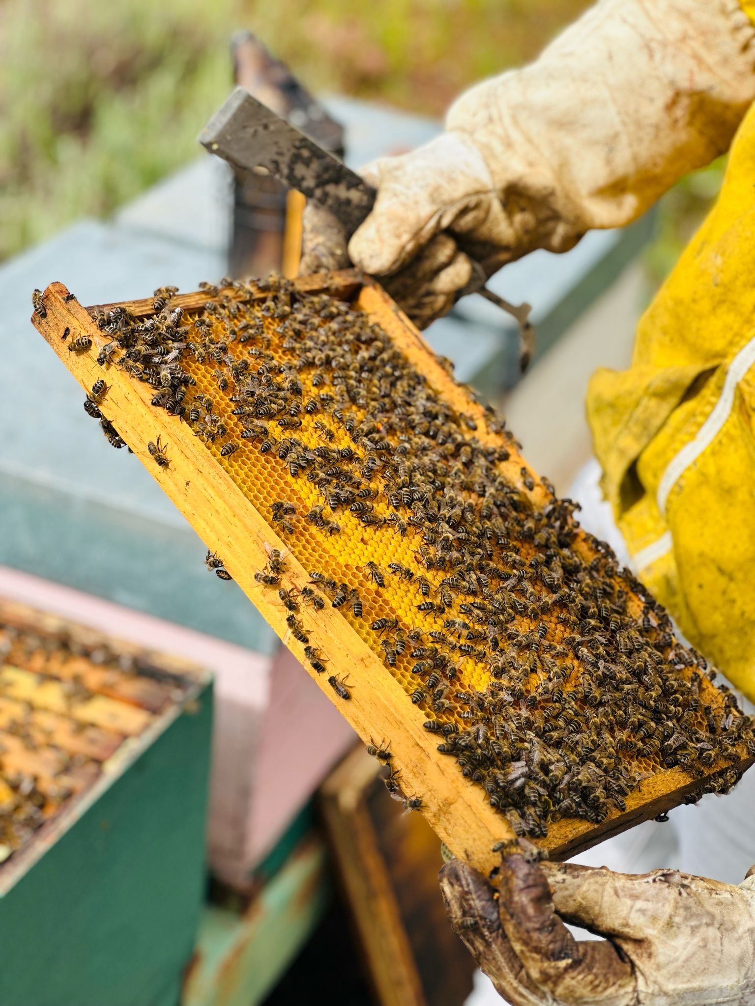Bee Trails of the Algarve in Benafim | Portugal Shared Tour
