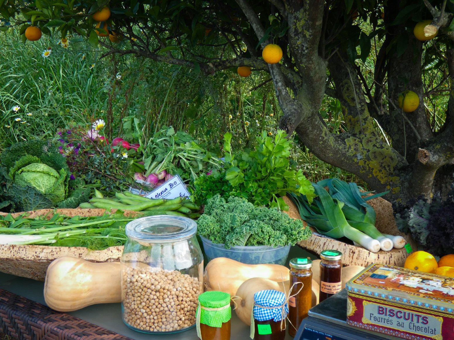 Loulé’s Dryland Farm Trails in Loulé | Portugal Shared Tour