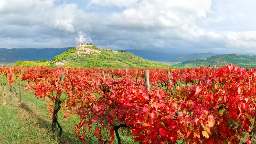 Motovun's Wine & Heritage in Motovun | Croatia Private Tour