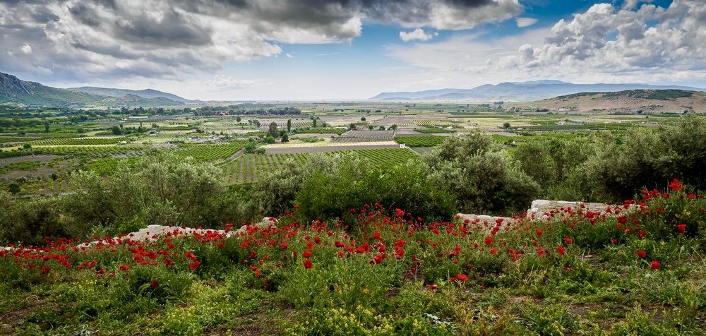The Vineyards of Sunlit Izmir in İzmir | Türkiye Private Tour