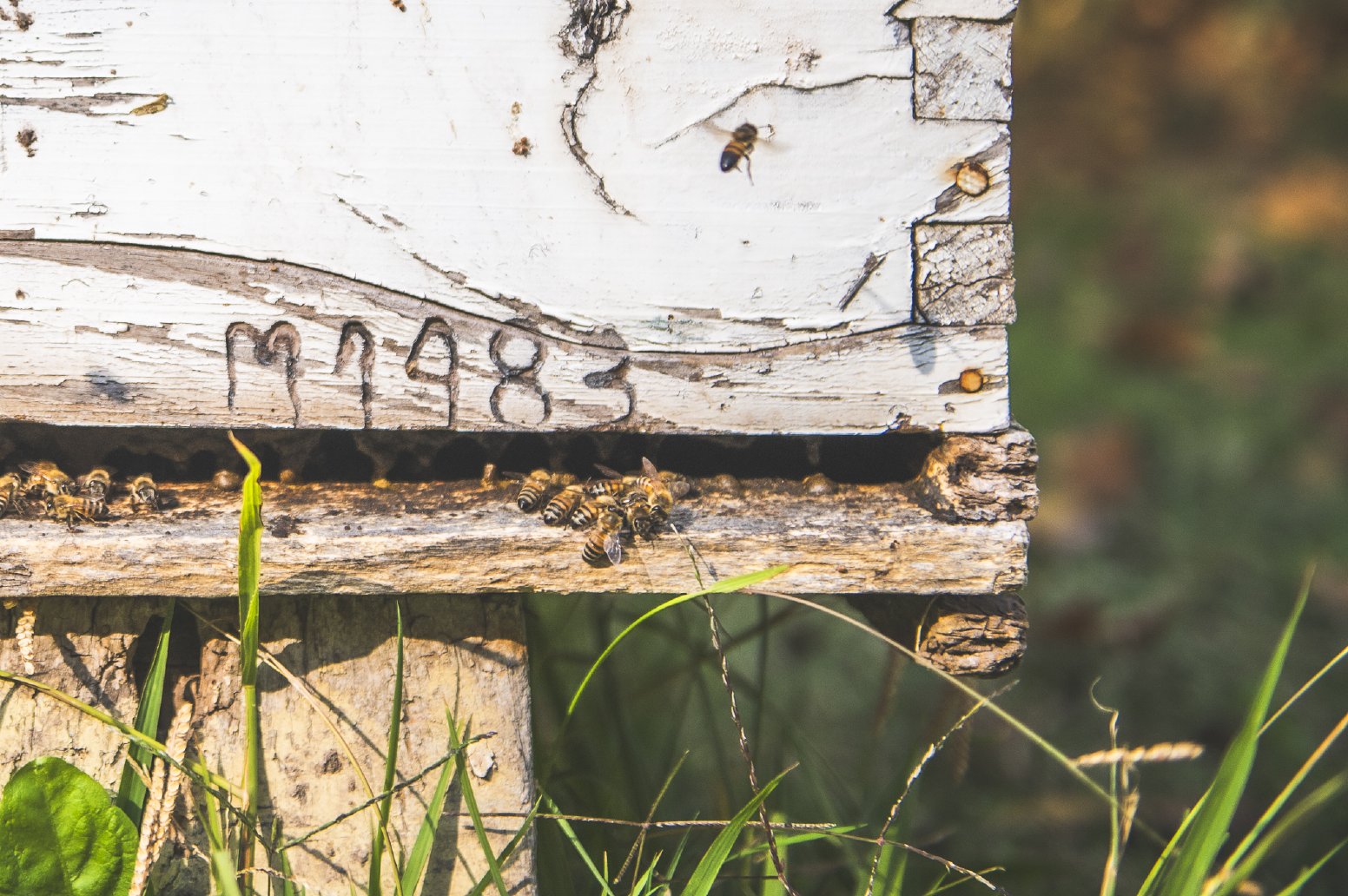 Bees, Barrels & Lunlunta in Mendoza | Argentina Private Tour