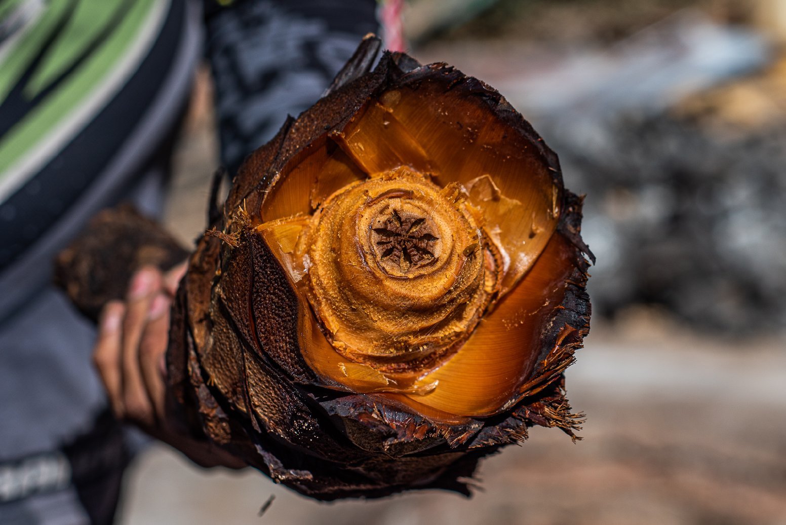 Wild Agave Spirit of Sonora in Bajadita | Mexico Private Tour