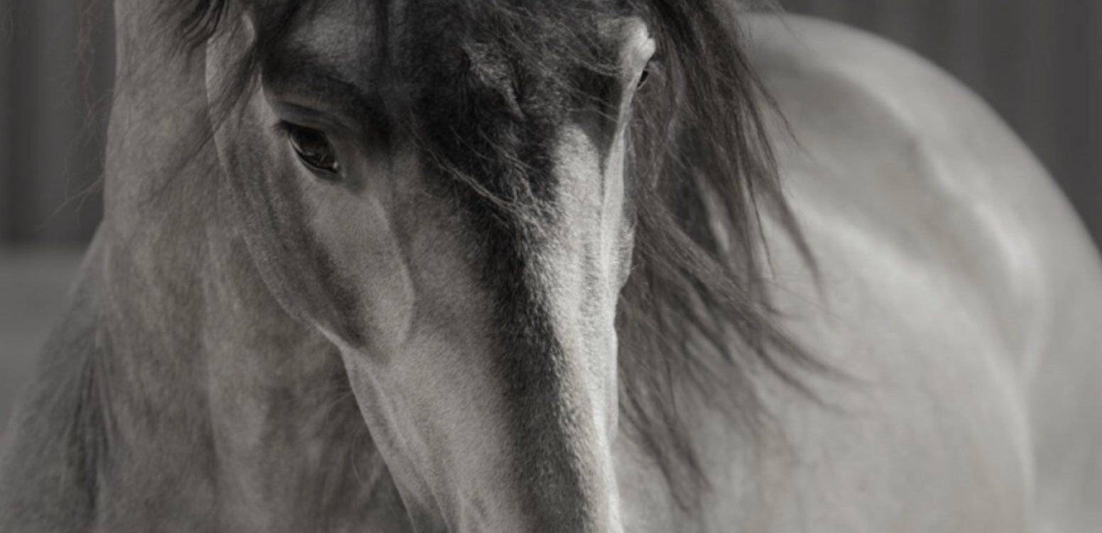 Full Moon on Horseback in Gerena | Spain Private Tour