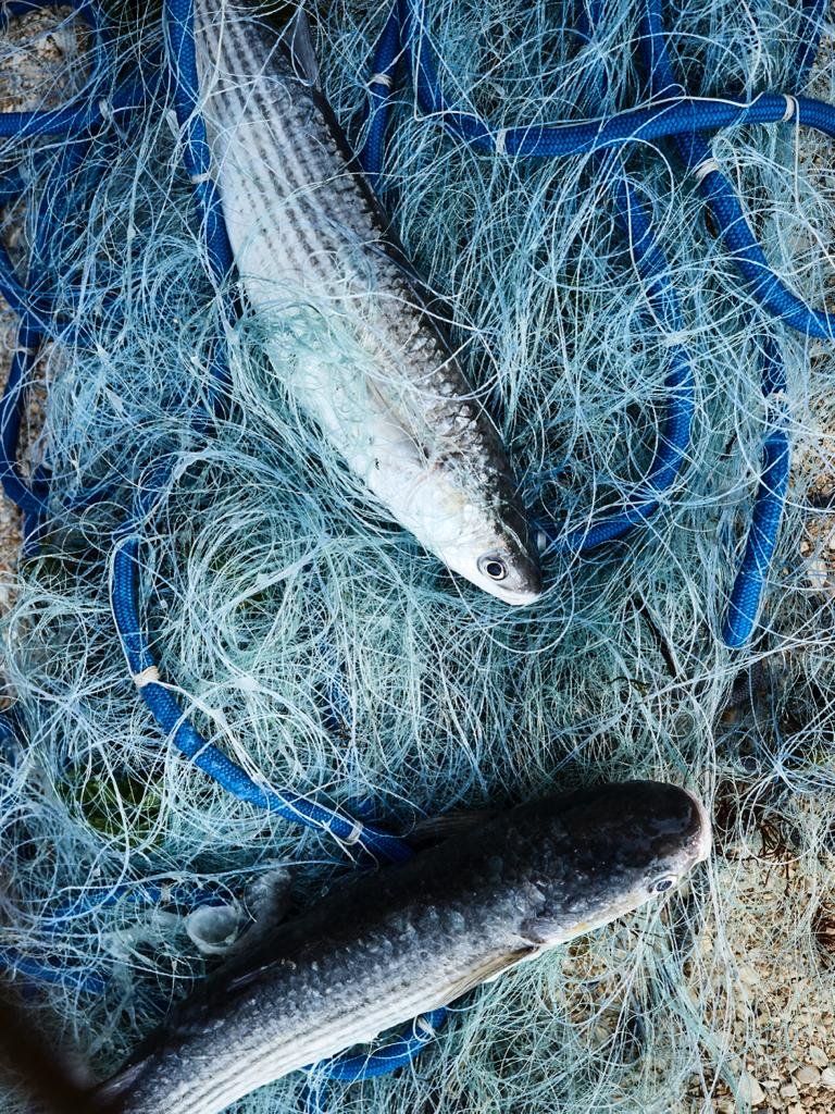 Fishing for Lagoon Treasures.  in Venice | Italy Private Tour