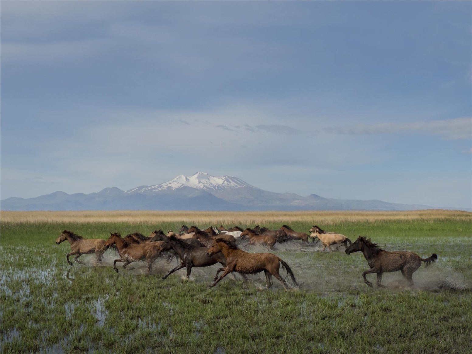 The Yilki Horses of Anatolia in Hürmetci | Türkiye Private Tour
