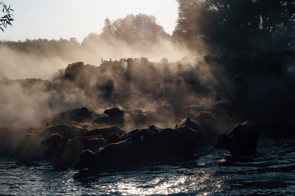 Following the Buffalo Herd  in Hürmetci | Türkiye Private Tour