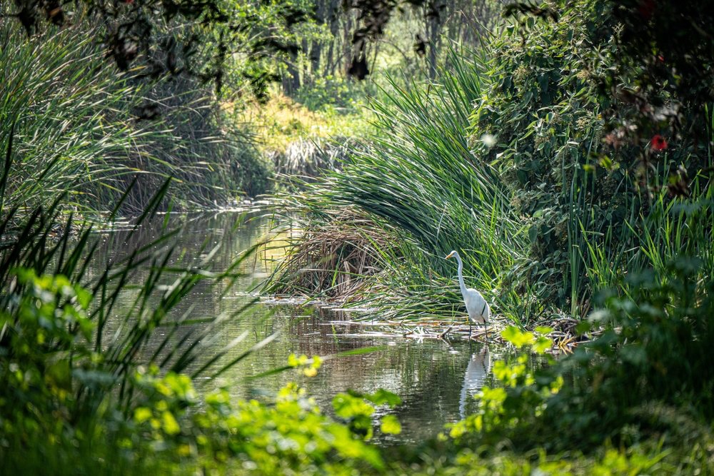 The Bird Songs of Xochimilco in Mexico City | Mexico Private Tour