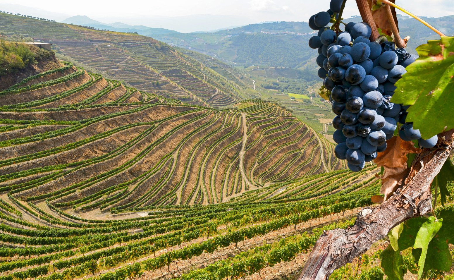 The Generations of the Douro in Pinhão | Portugal Private Tour