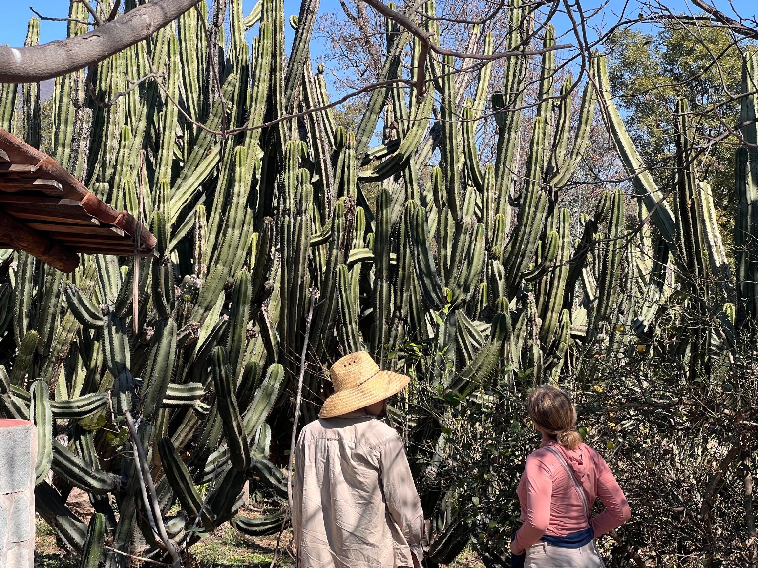 The Living Sierra in Tapalpa | Mexico Private Tour
