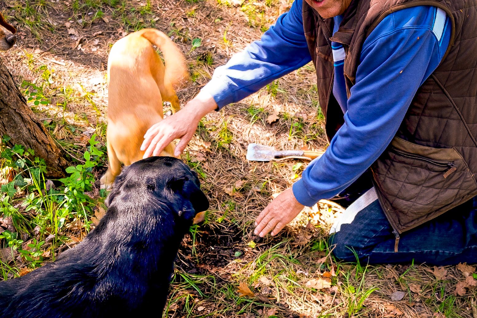 Truffle Hunt | Cheese Trail in Mužini | Croatia Private Tour