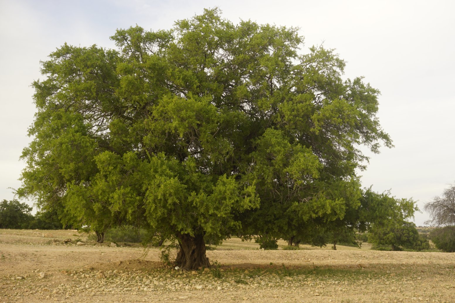 Argan Grove Walk in Essaouira