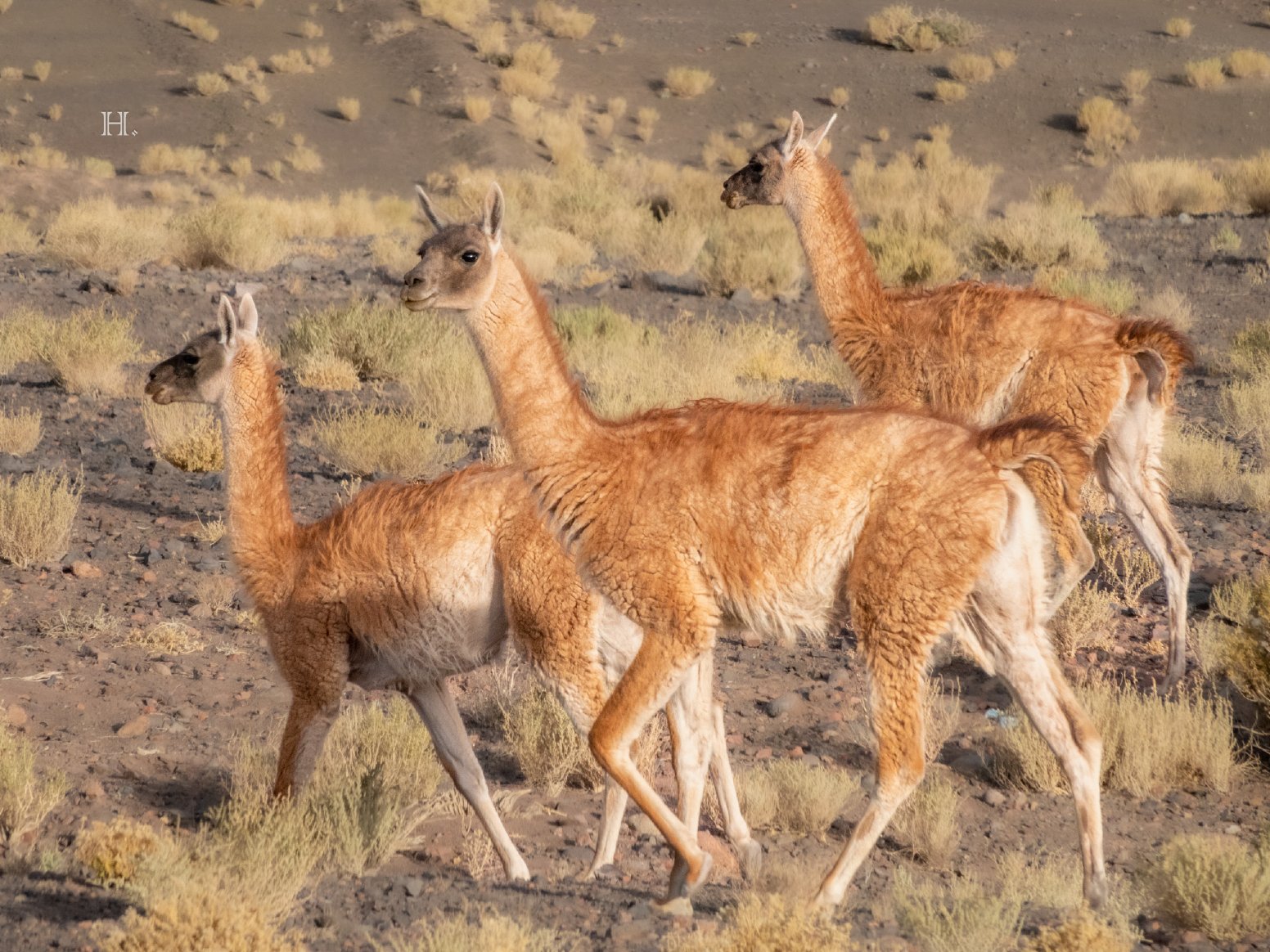 Geysers After Dawn in San Pedro de Atacama | Chile Private Tour