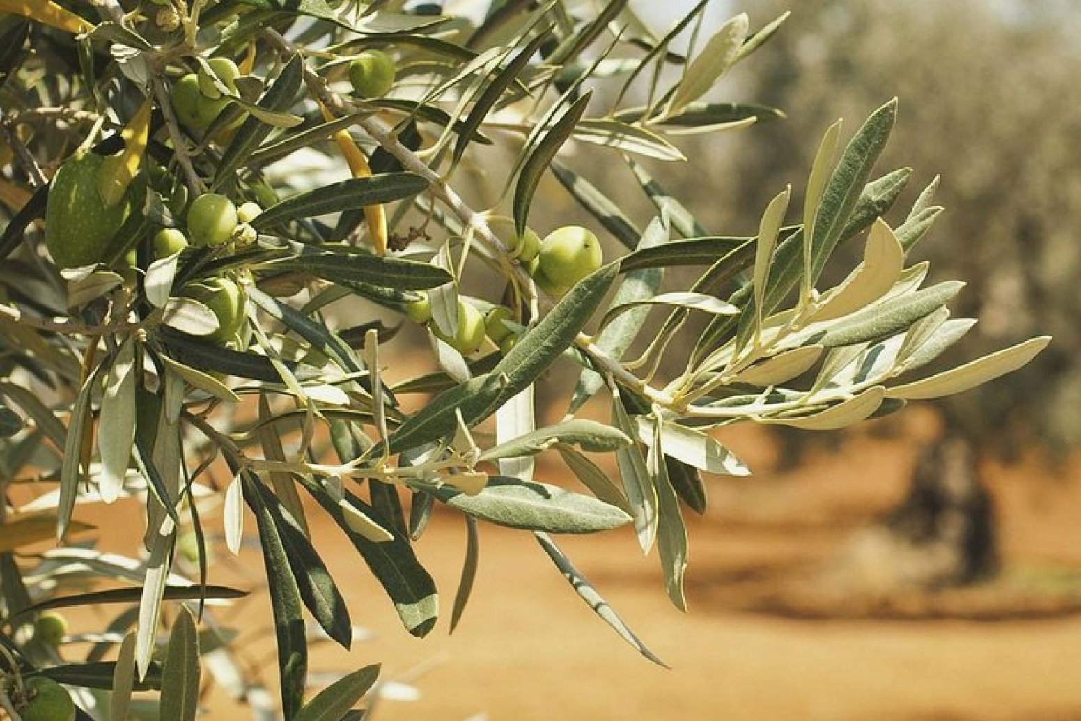 Peka Cooking and Olive Tasting in Mokošica | Croatia Private Tour