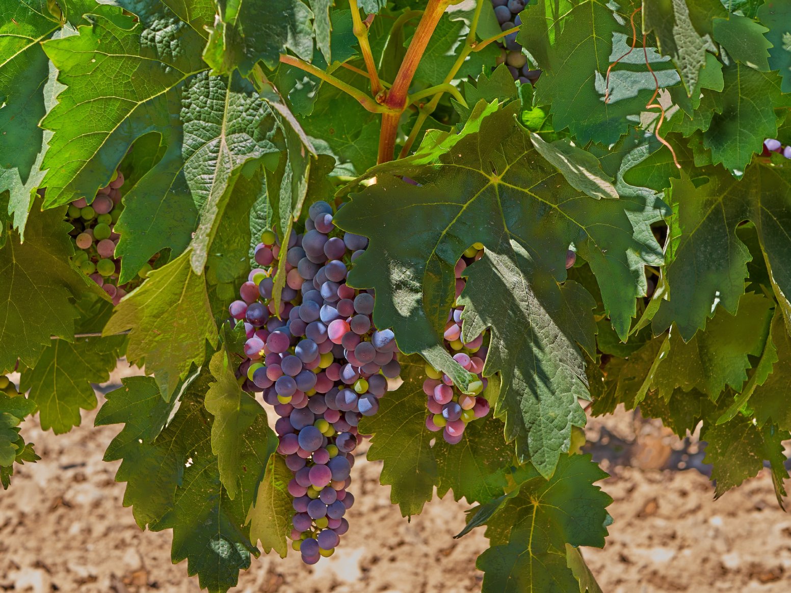 A Day in Valladolid's Vines in Rueda | Spain Private Tour