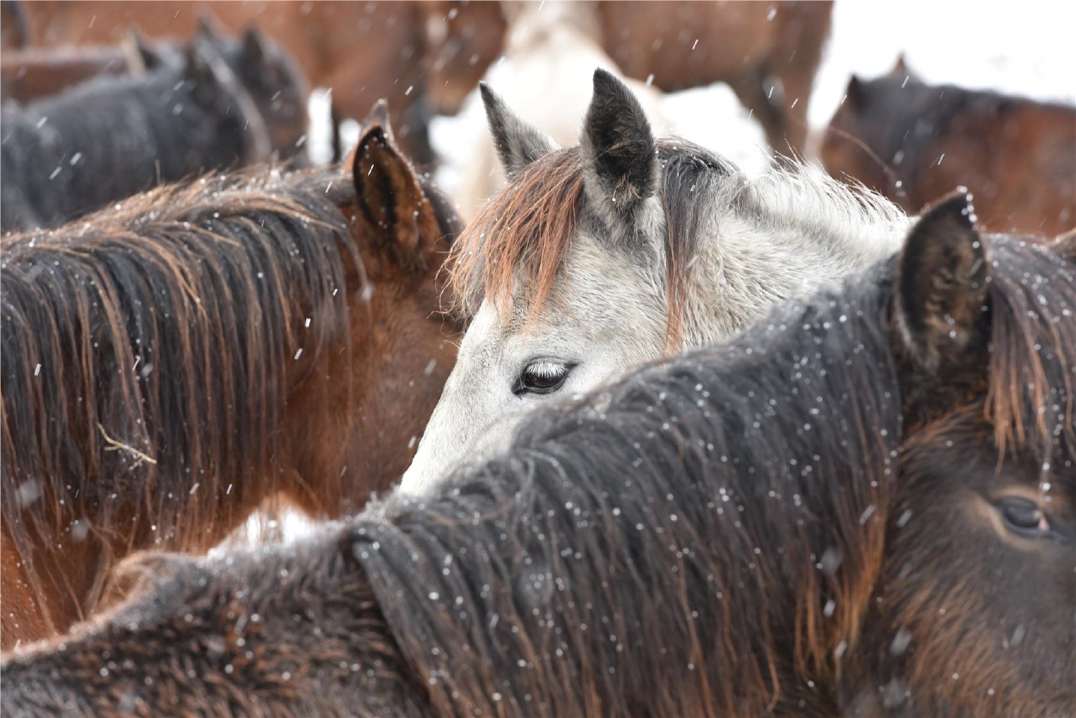 The Yilki Horses of Anatolia in Hürmetci | Türkiye Private Tour