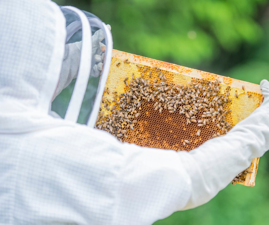 Hive to Jar in Argolida in Nafplion | Greece Private Tour