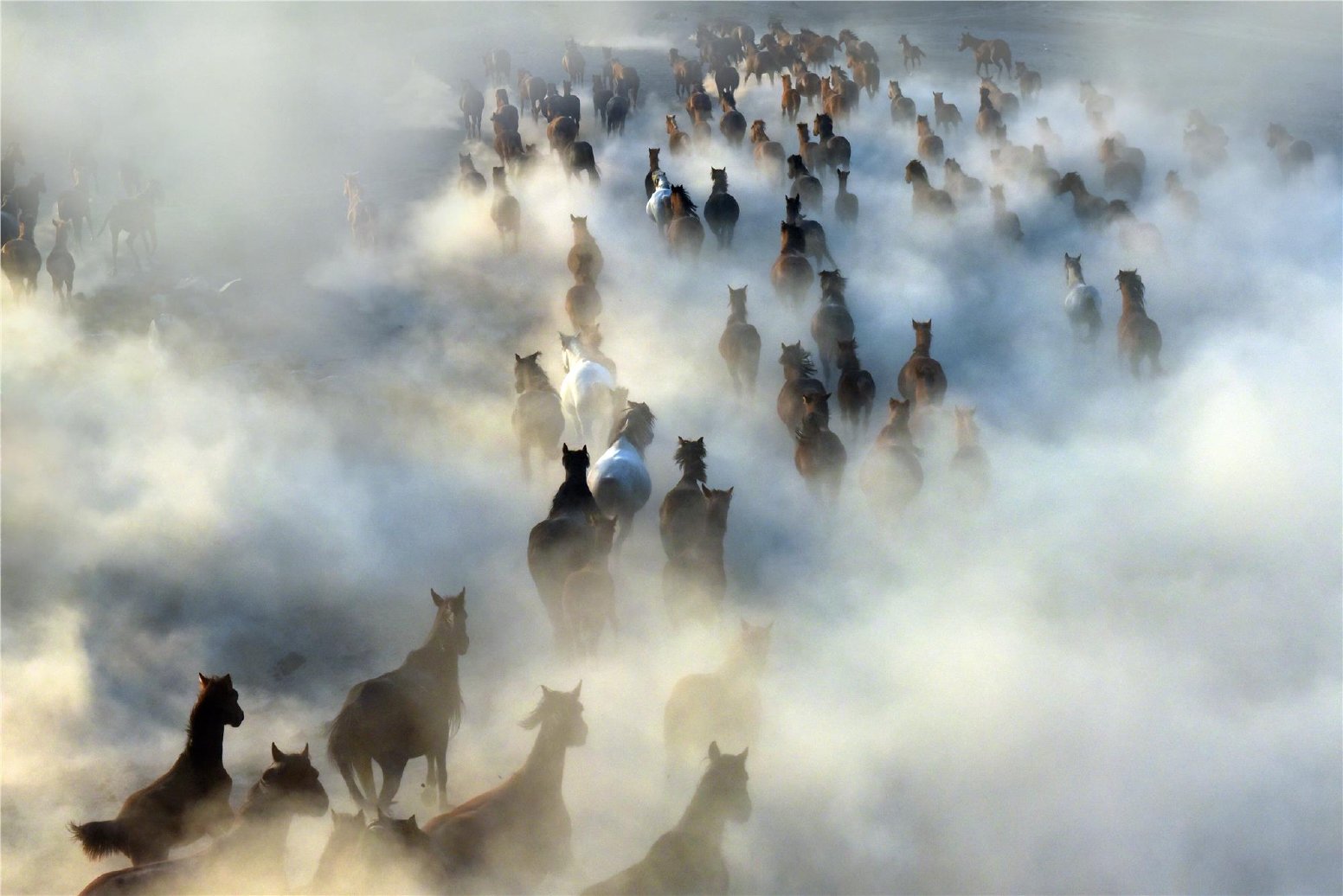 The Yilki Horses of Anatolia in Hürmetci | Türkiye Private Tour
