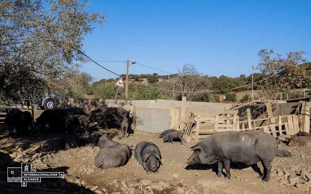 Black Pigs & White Gold: A Journey Through Algarve in Castro Marim | Portugal Private Tour