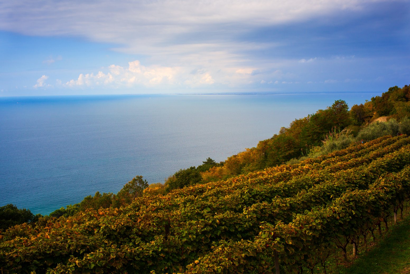 Journey to Border Vines in Villa Opicina | Italy Private Tour