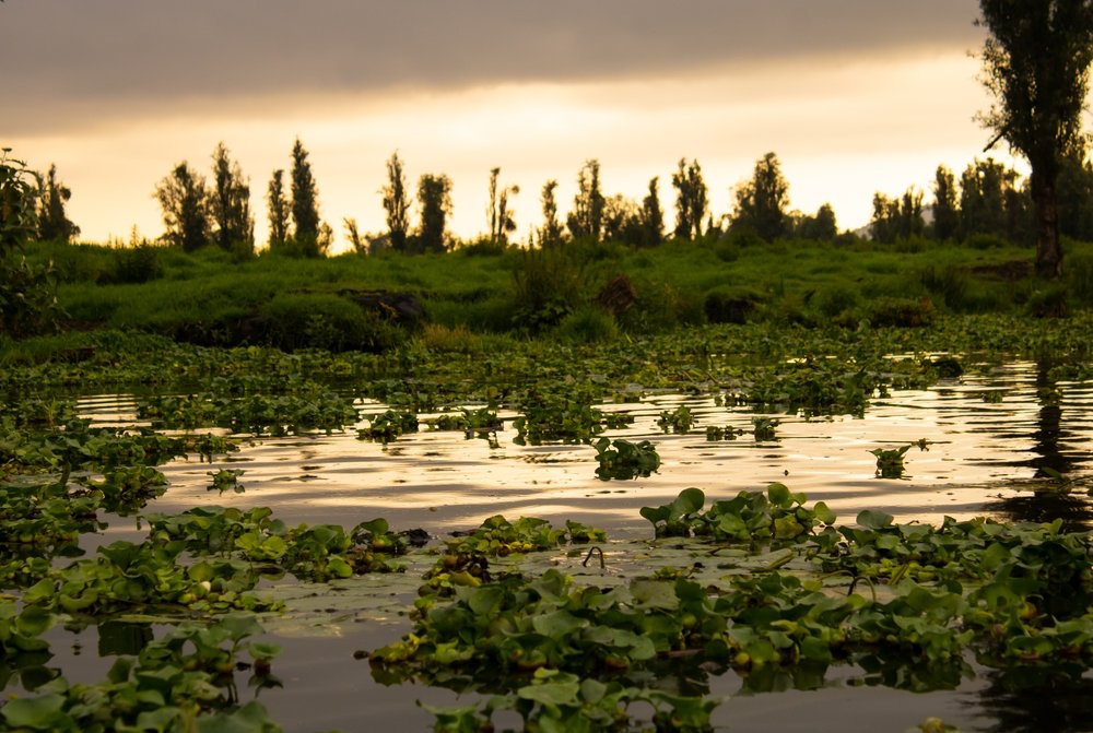 Ancestral Canals at Dawn in Mexico City | Mexico Private Tour